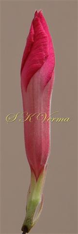  Floral bud - Twisting of corolla